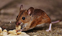 24 Hour & Emergency Exterminators in La Grange Highlands, IL